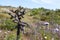 Cylindropuntia spp. or Cholla, cactus from Californian coastal shrub