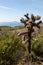 Cylindropuntia spp. or Cholla, cactus from Californian coastal shrub