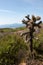 Cylindropuntia spp. or Cholla, cactus from Californian coastal shrub