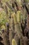 Cylindropuntia spp. or Cholla, cactus from Californian coastal shrub