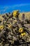 Cylindropuntia versicolor Prickly cylindropuntia with yellow fruits with seeds. Arizona cacti, USA