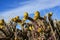 Cylindropuntia versicolor Prickly cylindropuntia with yellow fruits with seeds. Arizona cacti, USA