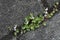 Cymbalaria muralis flowers