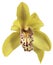 Cymbidium alone