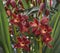 Cymbidium, boat orchids, is a genus of evergreen flowering plants. Burgundy orchids for home, gardens