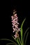 Cymbidium Eastern Beach Orchid