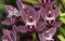 Cymbidium Fairy Rouge Lavender Falls Orchid