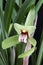 Cymbidium flower