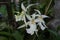 Cymbidium genus of orchids - Beallara