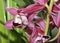 Cymbidium Hybrid Orchid