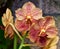 Cymbidium hybrid orchid