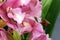 Cymbidium hybrid, ornamental cultivar pink