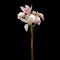 Cymbidium insigne