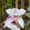 Cymbidium insigne orchid