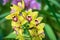 Cymbidium mini Sea Foam yellow orchid in flower, closeup