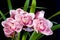 Cymbidium Orchids