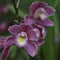 Cymbidium orchids