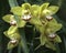 Cymbidium orchids