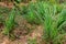 Cymbopogon, also known as lemongrass, barbed wire grass, silky heads, Cochin grass, Malabar grass, oily heads, citronella grass