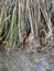 Cymbopogon citratus or serai plant, west indian lemon grass, sereh stem on the ground