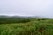 Cymbopogon - Lemongrass, Greenery, and Hills - Suicide Point in Mooppanpara, Vagamon, Kerala - Natural Background
