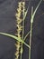 Cymbopogon martinii palmarosa grass spikelets.