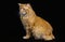 Cymric Domestic Cat sitting against Black Background