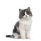 Cymric Tailed cat kitten on white background
