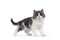 Cymric Tailed cat kitten on white background