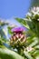 Cynara cardunculus in bloom in late summer