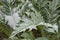 Cynara cardunculus plant