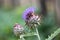 Cynara cardunculus or prickly artichoke flowers growing in garden