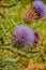 Cynara cardunculus, Wild flower closeup . Thistle.