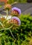 Cynara cardunculus, Wild flower closeup . Thistle.