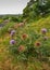 Cynara cardunculus, Wild flower closeup . Thistle.