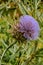 Cynara cardunculus, Wild flower closeup . Thistle.