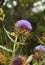 Cynara cardunculus, Wild flower closeup . Thistle.