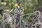 Cynara humilis Greek kynara is a variety of wild green artichoke plant with large pointed prongs