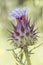 Cynara humilis Humble wild Artichoke prickly plant with prickly fruits and purple blue flowers on blurred green background