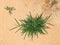 Cynodon dactylon grass