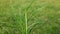 Cynodon dactylon grass.