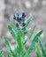 Cynoglossum officinale blooms in nature