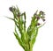 Cynoglossum officinale houndstongue, houndstooth, dog`s tongue,