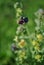 Cynoglossum officinale houndstongue, houndstooth, dog`s tongue, gypsy flower on soft blurry green grass