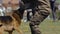 Cynologist shepherd dog bites and clings to the criminal\'s hand during training show. Army performance outdoor. Special