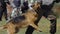 Cynologist Shepherd dog bites and clings to the criminal`s hand during training show. Military dog follow police officer
