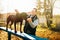 Cynologist training sniffing dog on playground