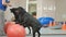 The cynologist trains the black labrador to keep a balance on the ball