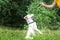 Cynologist trains his dog on outdoor. White dog stands on two paw