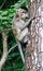 Cynomolgus monkey or Crab-eating macaque
